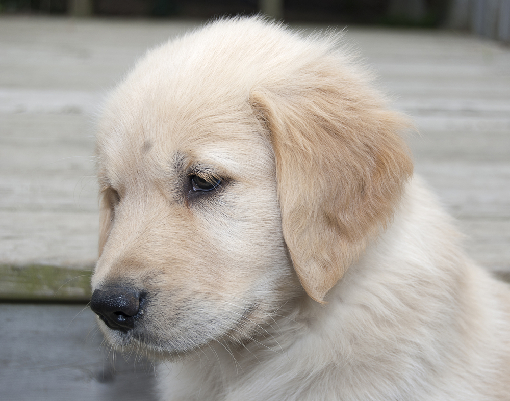 California Veterinarian Lawyer Sebastian Gibson