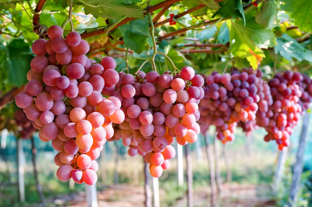 Coachella Valley Agricultural Agribusiness Lawyer Sebastian Gibson