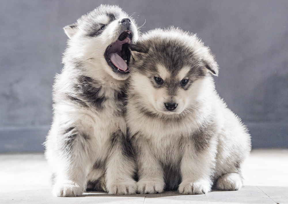 California Dog Boarding Kennel Lawyer Sebastian Gibson