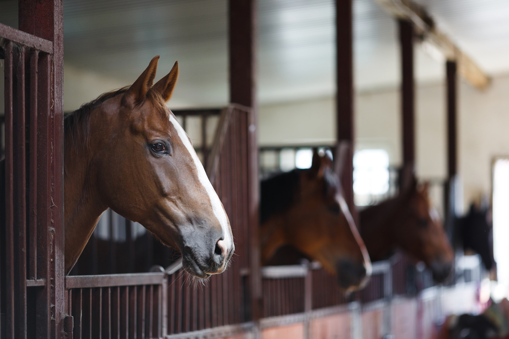 Coachella Valley Equine Lawyer Sebastian Gibson