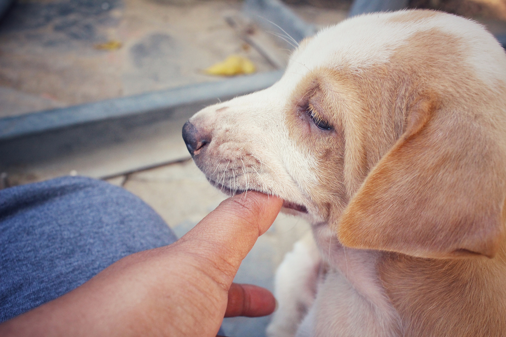 Palm Springs Dog Bite Lawyer Sebastian Gibson